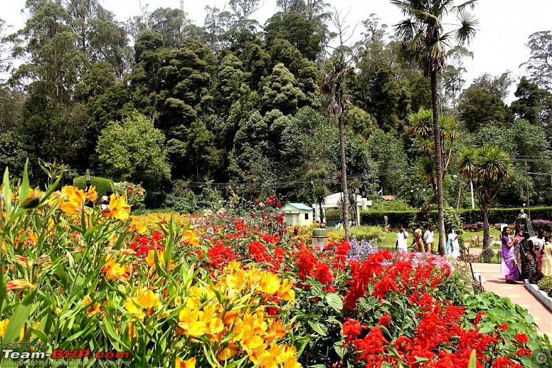 Five Days - Kochi - Kalpeta - Kodaikanal - Valparai - Kochi-park-flowers-4.jpg
