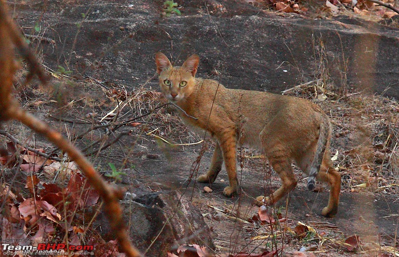 A Wilderness Photologue: Kanha and Bandhavgarh-jc-dppcs4.jpg