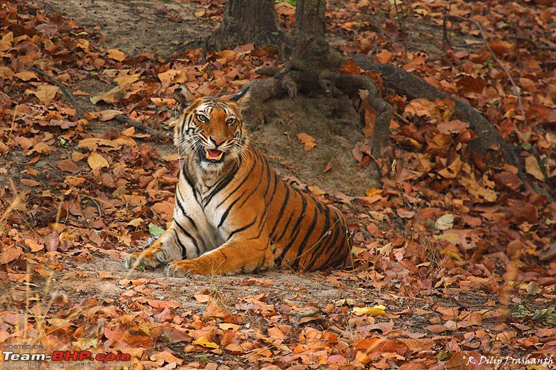 A Wilderness Photologue: Kanha and Bandhavgarh-cpt-5-dppcs4.jpg