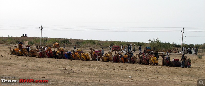 A Rajasthan Photolouge - Trip down memory Lane-camels-waiting.jpg