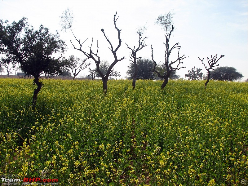 A Rajasthan Photolouge - Trip down memory Lane-mustard-fields-our-way-back-delhi.jpg