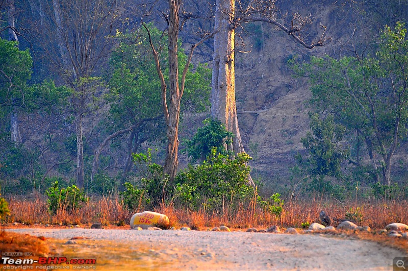 Gurgaon - Jim Corbett - Ranikhet - Gurgaon: The Unsatiated Quest-2095.jpg