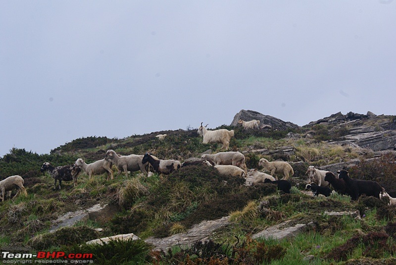 A Trek in The Himalayas-dsc04411.jpg