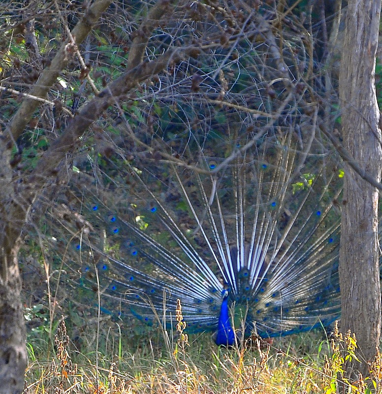 Gurgaon - Jim Corbett - Ranikhet - Gurgaon: The Unsatiated Quest-2164.jpg