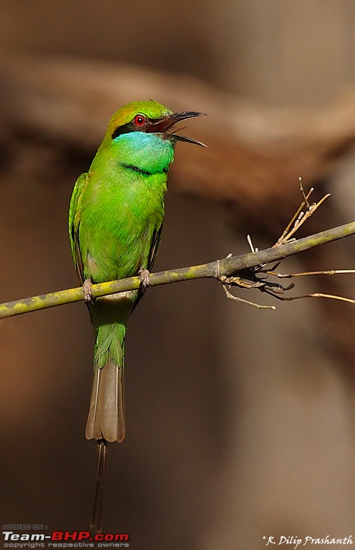 A Wilderness Photologue: Kanha and Bandhavgarh-gbe-2-dc4.jpg