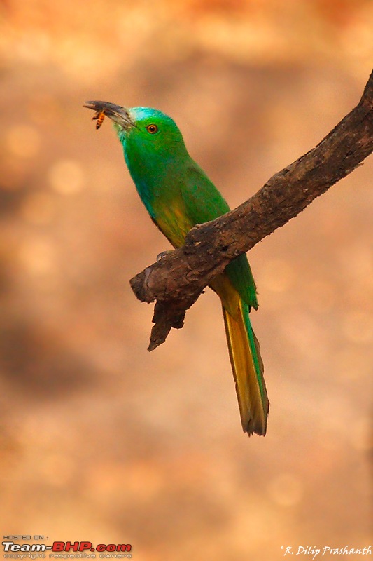 A Wilderness Photologue: Kanha and Bandhavgarh-bbe2-dppcs4.jpg