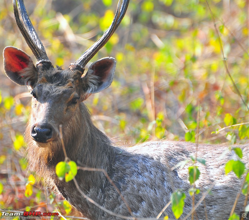 Gurgaon - Jim Corbett - Ranikhet - Gurgaon: The Unsatiated Quest-2310.jpg