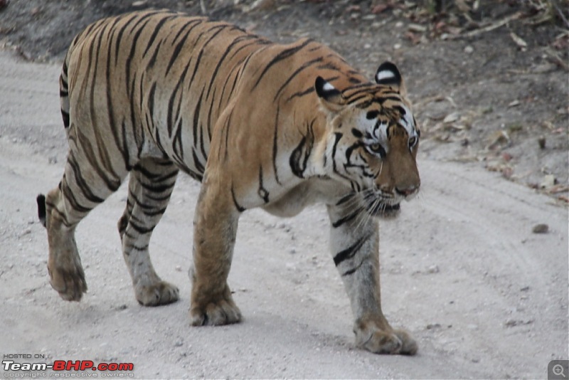A Wilderness Photologue: Kanha and Bandhavgarh-img_4328.jpg
