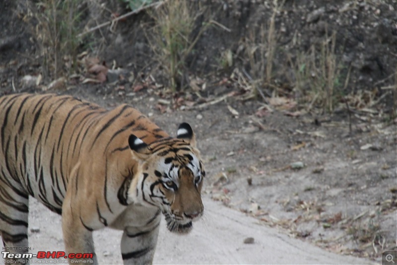 A Wilderness Photologue: Kanha and Bandhavgarh-img_4329.jpg
