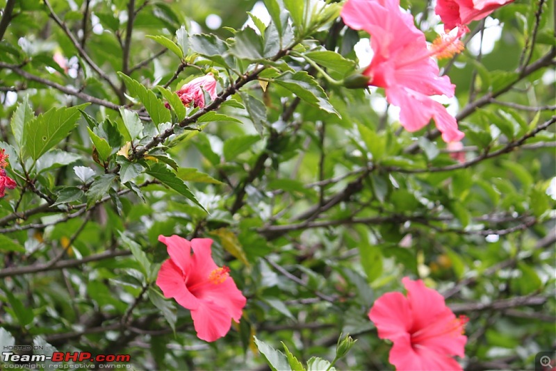 "The Gift of the Forest" -Land of misty afternoons- kodai-img_0232.jpg