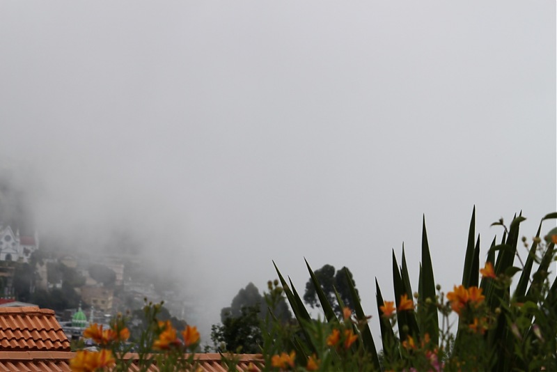 "The Gift of the Forest" -Land of misty afternoons- kodai-img_0242.jpg
