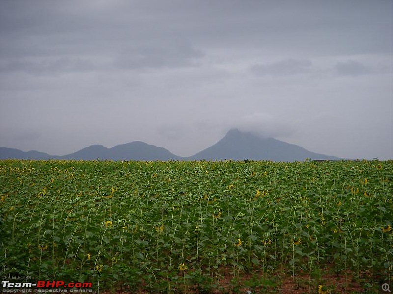 2 Days, 24 Hours on the Road, Bangalore to Gokarna-sunflower.jpg