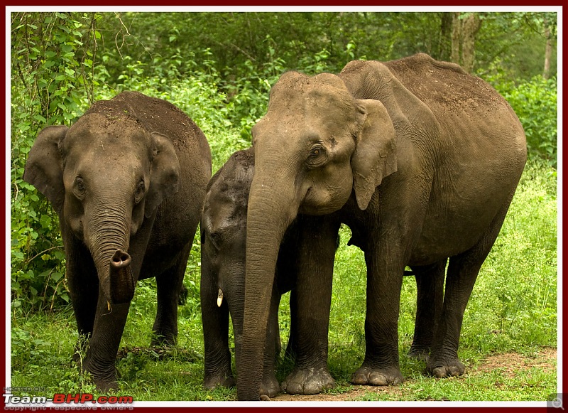 Life in Jungles of Kabini - June 2010-kabini-10-june-2010_0337.jpg