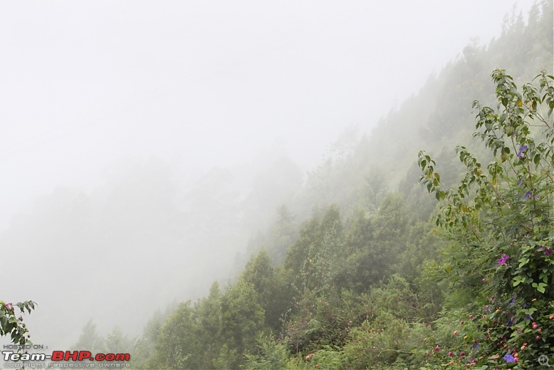 "The Gift of the Forest" -Land of misty afternoons- kodai-img_0269.jpg