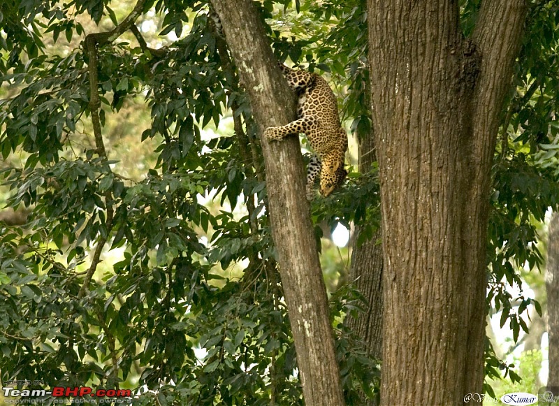 Life in Jungles of Kabini - June 2010-kabini-10-june-2010_0583.jpg