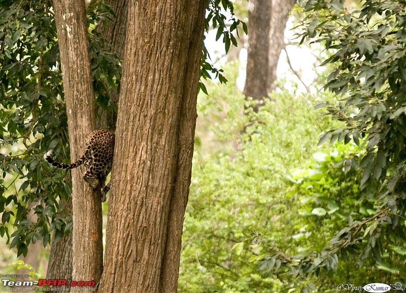 Life in Jungles of Kabini - June 2010-kabini-10-june-2010_0593.jpg