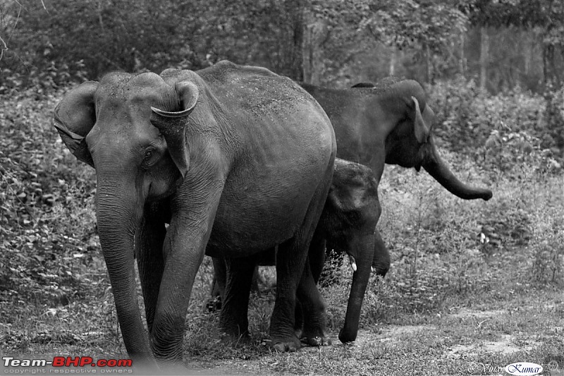 Life in Jungles of Kabini - June 2010-kabini-10-june-2010_0322.jpg