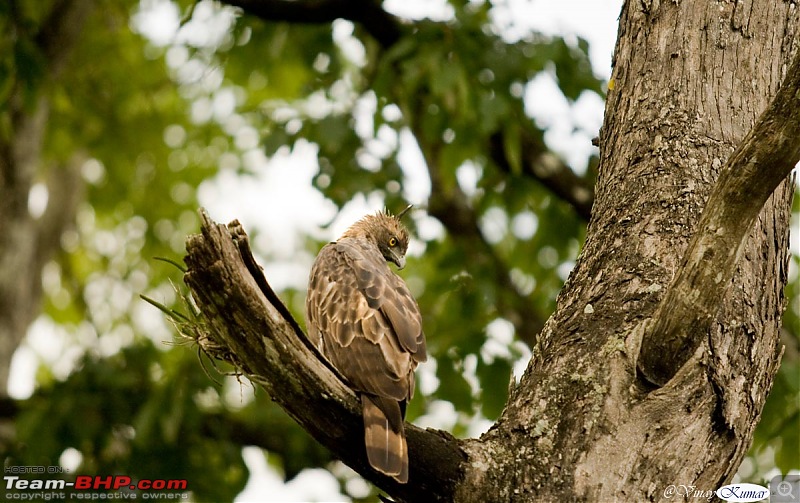 Life in Jungles of Kabini - June 2010-kabini-10-june-2010_696.jpg