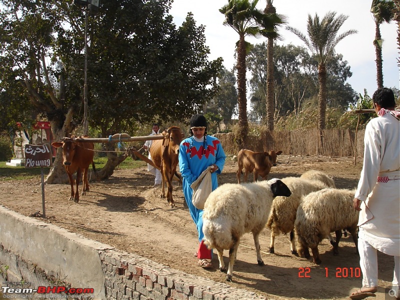 My Egypt Days : Photologue-dsc08088.jpg