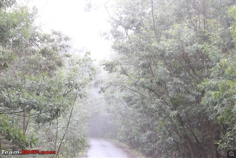 "The Gift of the Forest" -Land of misty afternoons- kodai-img_0450.jpg