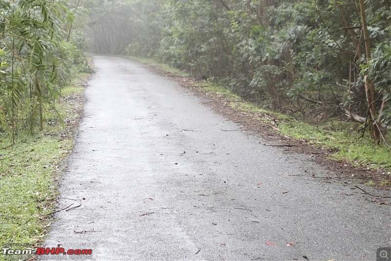 "The Gift of the Forest" -Land of misty afternoons- kodai-img_0451.jpg