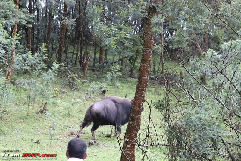 "The Gift of the Forest" -Land of misty afternoons- kodai-img_0556.jpg