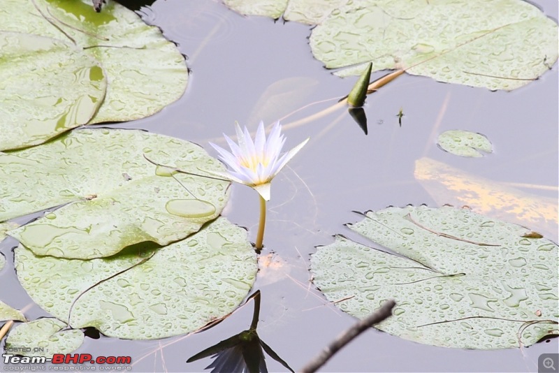 "The Gift of the Forest" -Land of misty afternoons- kodai-img_0481.jpg