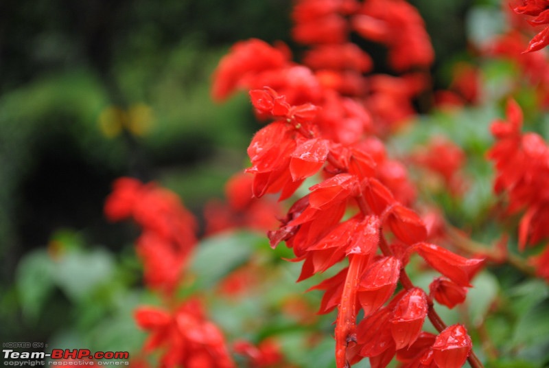 Bangalore-Ooty-Kodai-- A trip to welcome Monsoon rains.-dsc_2713.jpg