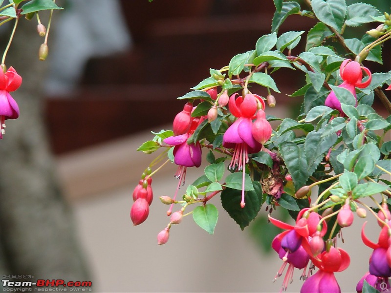 "The Gift of the Forest" -Land of misty afternoons- kodai-dsc03742_1067x800.jpg