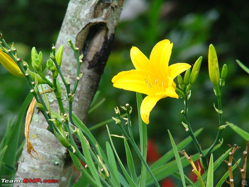 "The Gift of the Forest" -Land of misty afternoons- kodai-dsc03844_1067x800.jpg