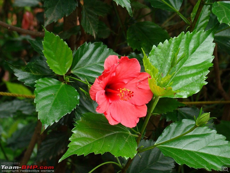 "The Gift of the Forest" -Land of misty afternoons- kodai-dsc03888_1067x800.jpg