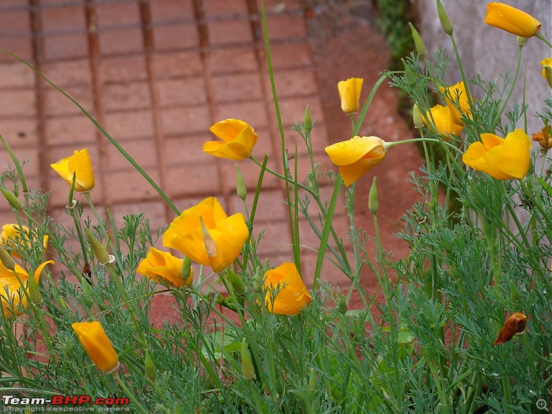 "The Gift of the Forest" -Land of misty afternoons- kodai-dsc03886_1067x800.jpg