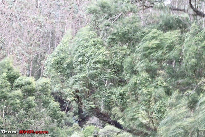 "The Gift of the Forest" -Land of misty afternoons- kodai-img_0535.jpg