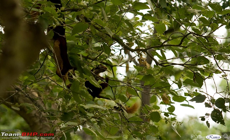 Life in Jungles of Kabini - June 2010-kabini-10-june-2010_807.jpg