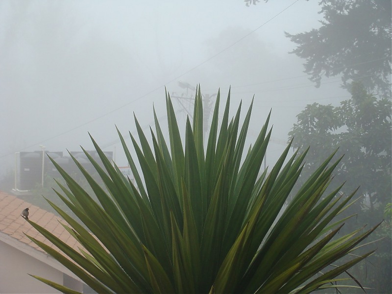 "The Gift of the Forest" -Land of misty afternoons- kodai-dsc03884_1067x800.jpg