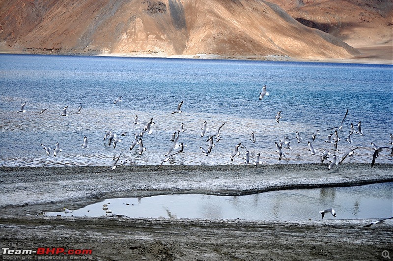 rkbharat's photolog for Leh 2010-pdsc_3039.jpg