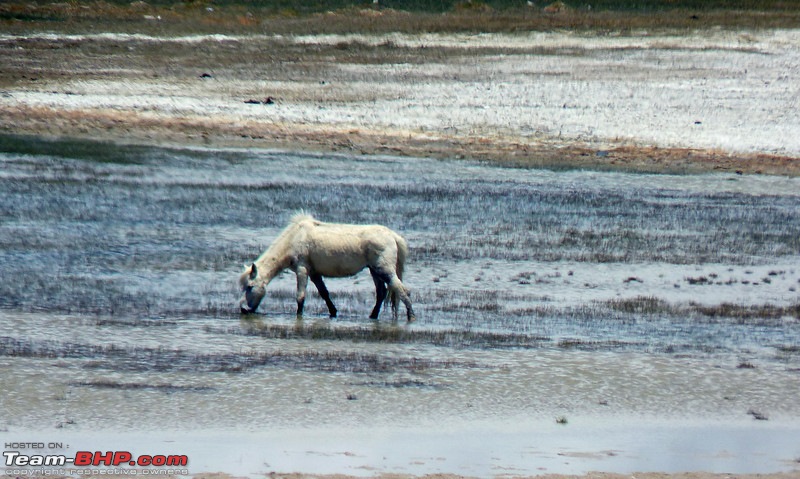 Ladakh and Changthang : The Wilderness Chronicles-906905977_vgvszl.jpg