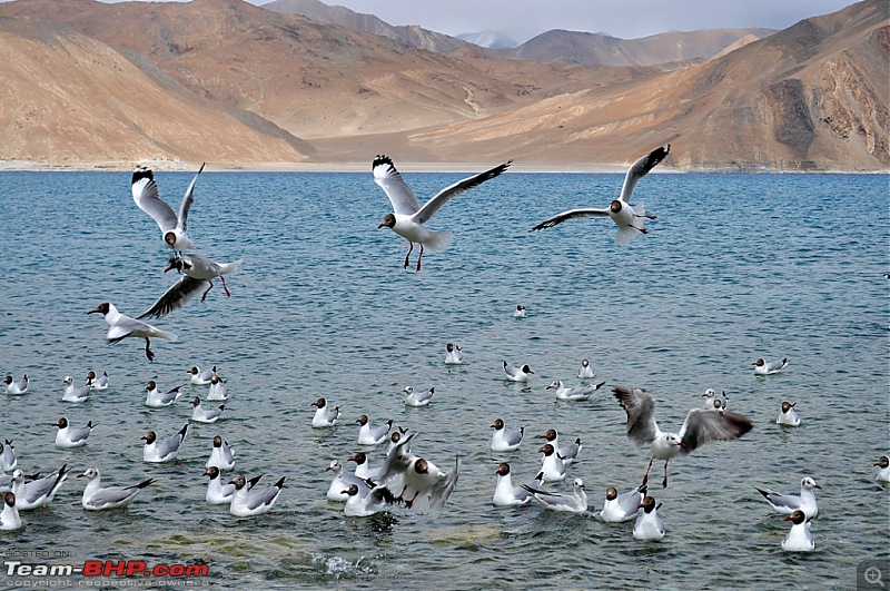 rkbharat's photolog for Leh 2010-dsc_2931.jpg