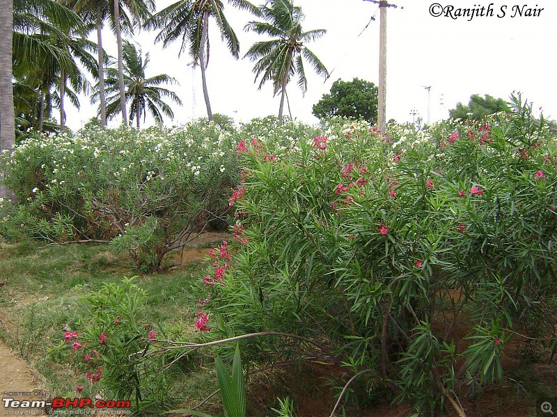 Photoblog of destinations in & around Trivandrum, Kerala-dsc06131.jpg