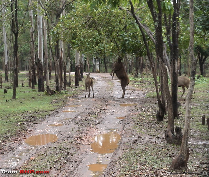 Incredible Karnataka - A drive in the rains to Jog Falls-jog-trip-017-simha-dhama.jpg