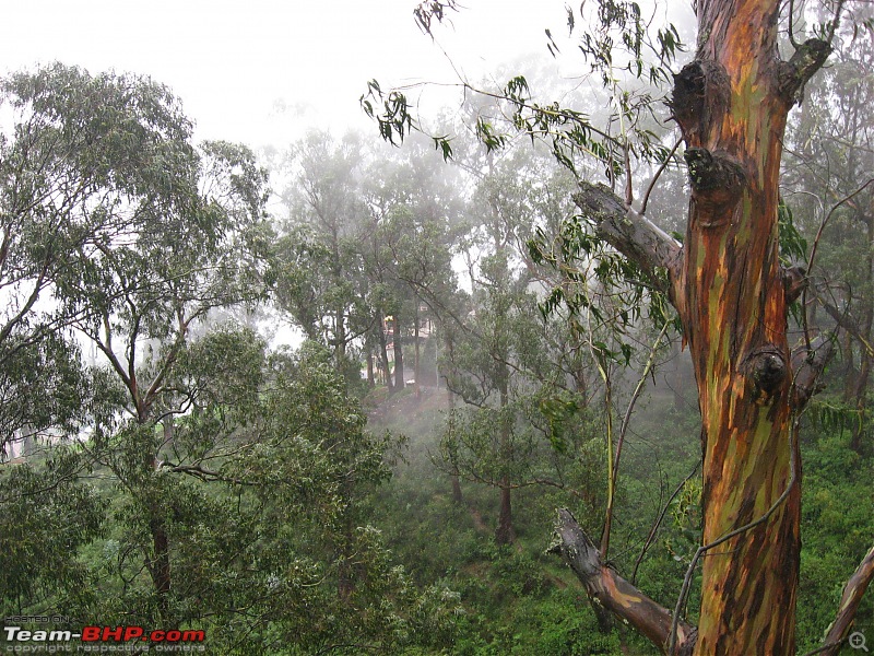 Ooty in rain! A trip thru Nanjangud, Bandipur and Brindavan Gardens while returning.-img_0239a.jpg