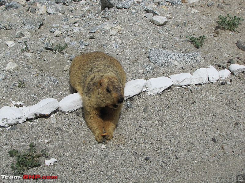 Leh-docked-img_0953.jpg