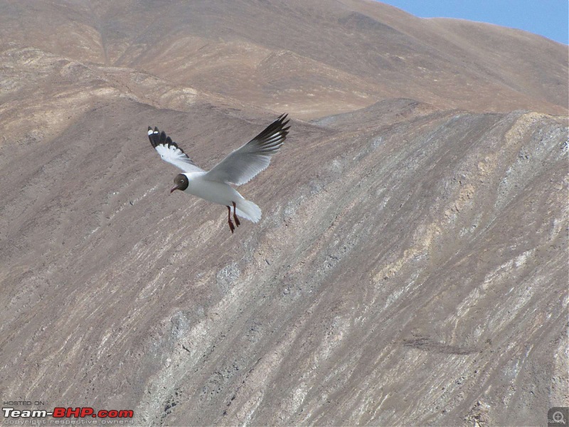 Leh-docked-img_1322.jpg