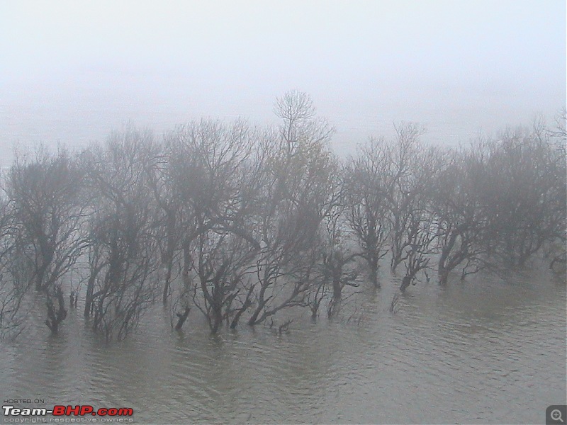 Monsoon Magic...with a touch of Deja Vu-dunno-if-these-mangroves.jpg