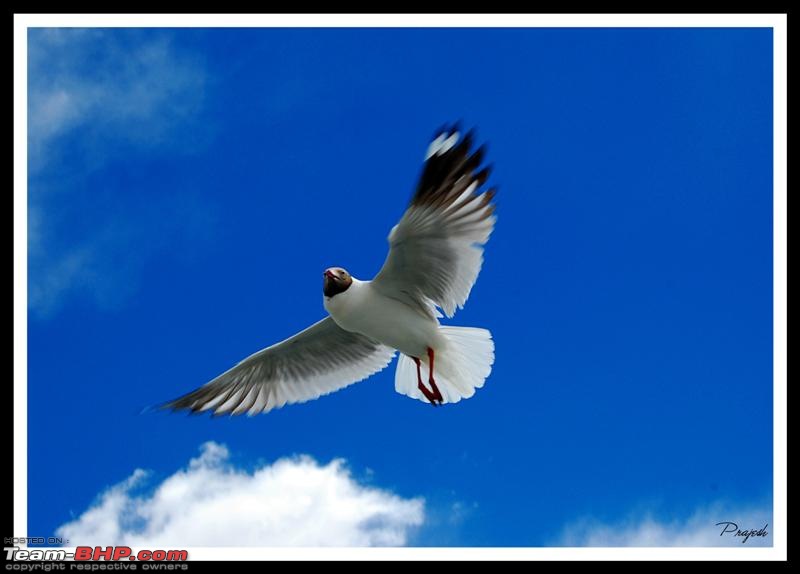 Leh-docked-seagull2-medium.jpg