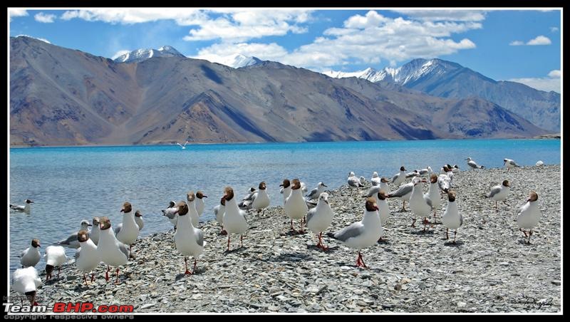 Leh-docked-seagull5-medium.jpg