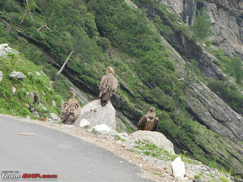 rkbharat's photolog for Leh 2010-vultures.jpg