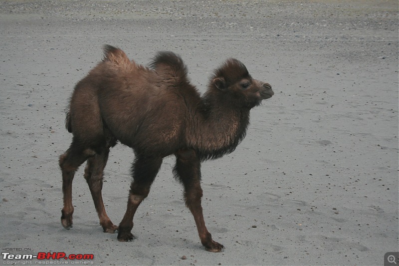 No SUV but don't want to miss Ladakh.-img_1093.jpg