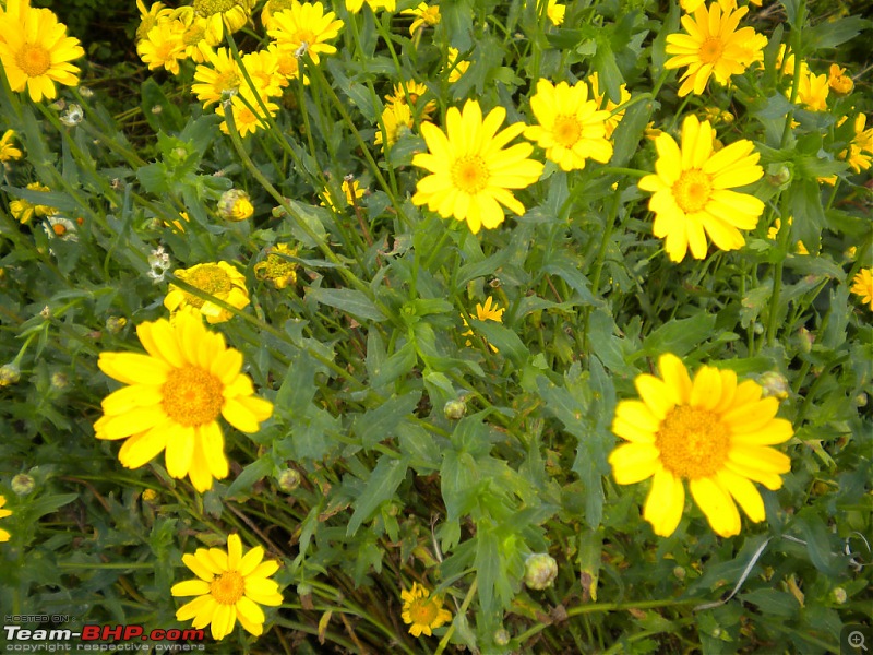 vMid-Year Monsoon Retreat ...Kodaikanal - Queen of the hills !!-flower.garden.jpg