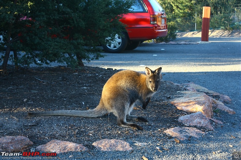 We finally paid the Tasmanian Devil a visit-img_8624.jpg